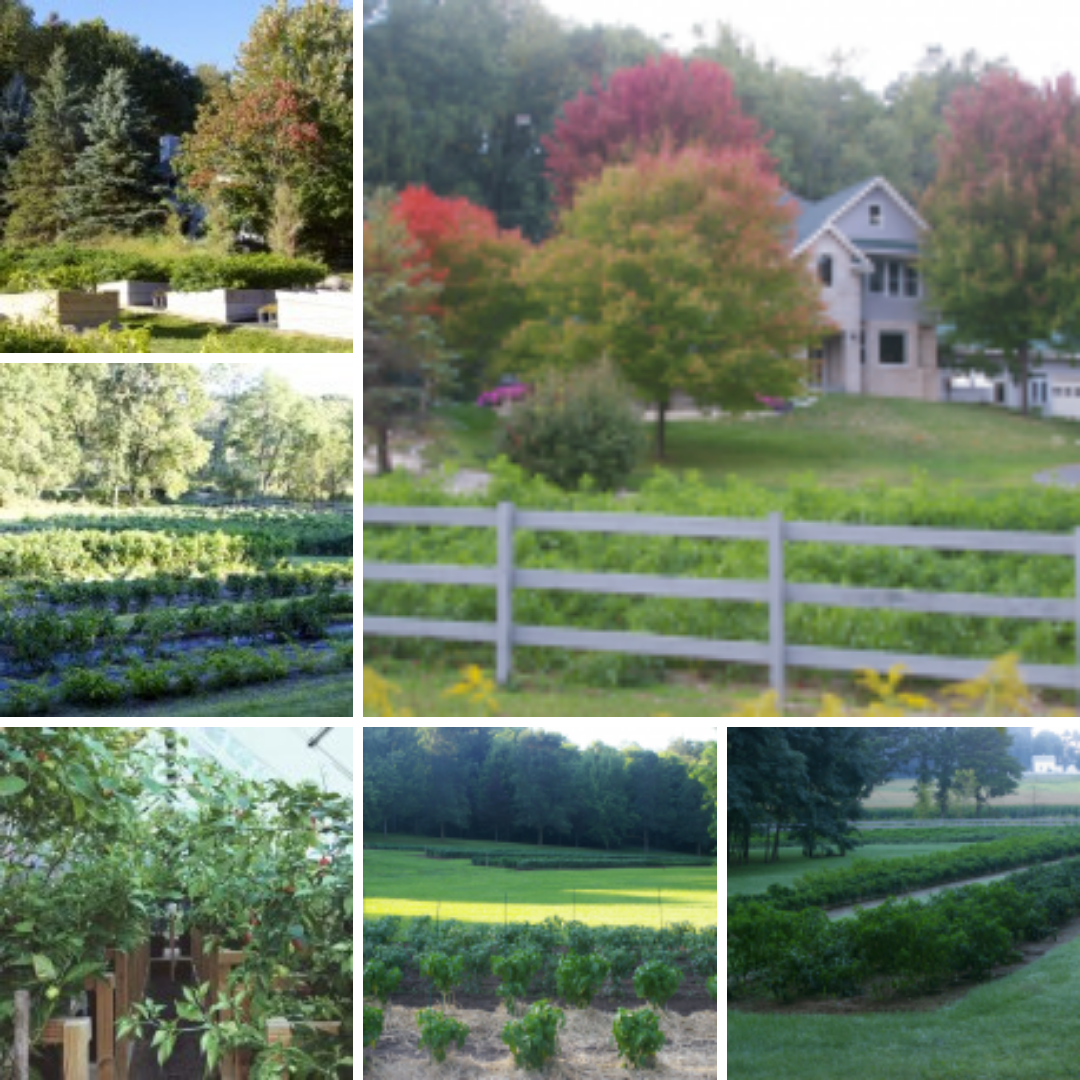 Our Chili Gardens